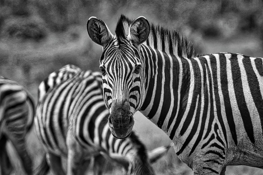 Swaziland #5 Photograph by Paul James Bannerman
