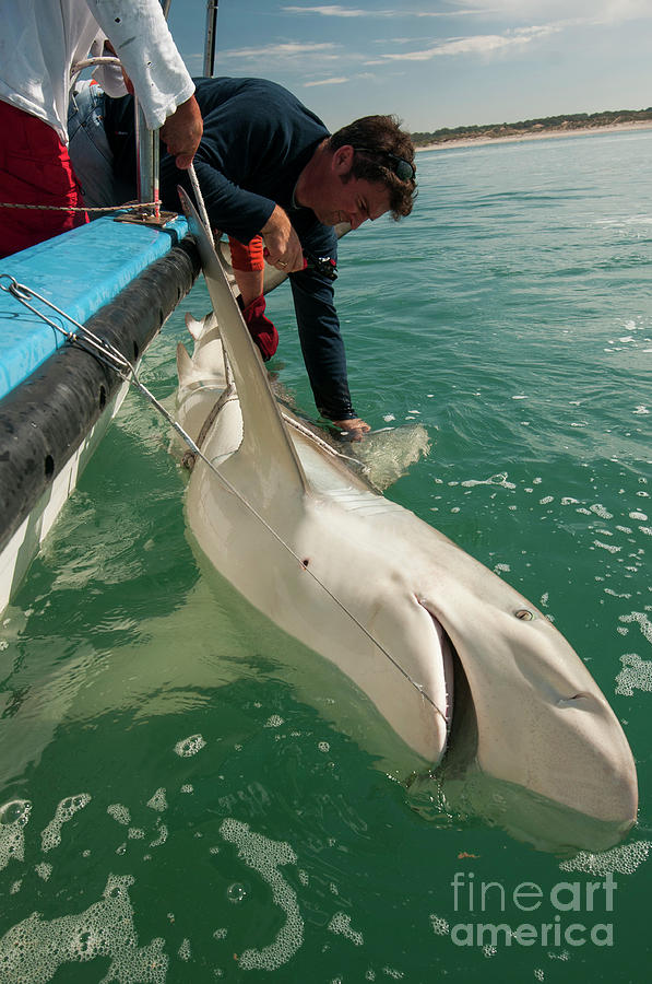 tagging a sandbar shark Carcharhinus plumbeus #5 Photograph by Hagai Nativ