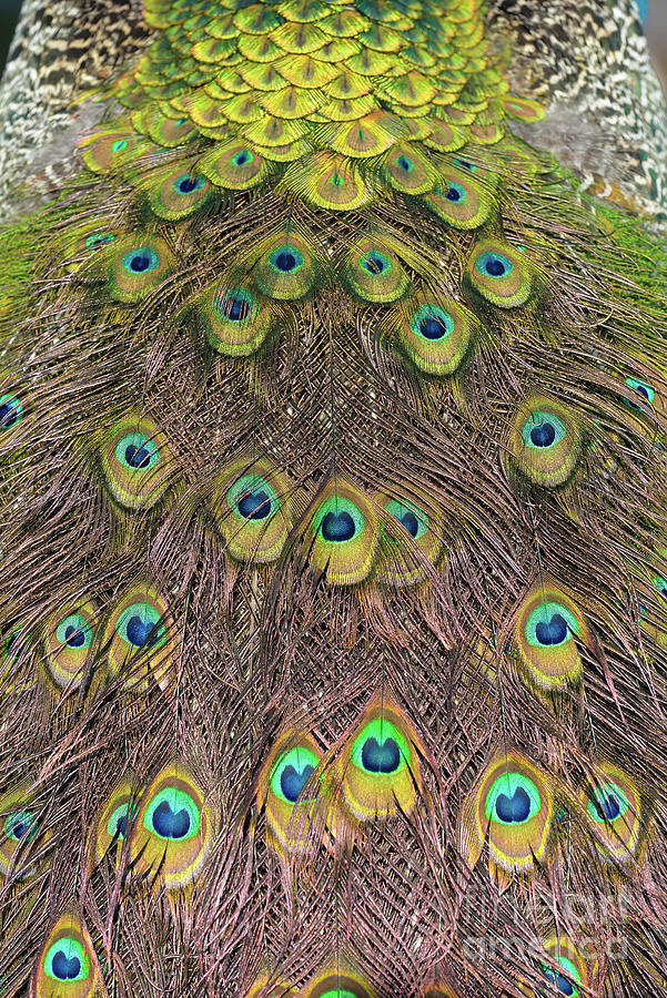 Peacock Photograph - Tail feathers of peacock #6 by George Atsametakis