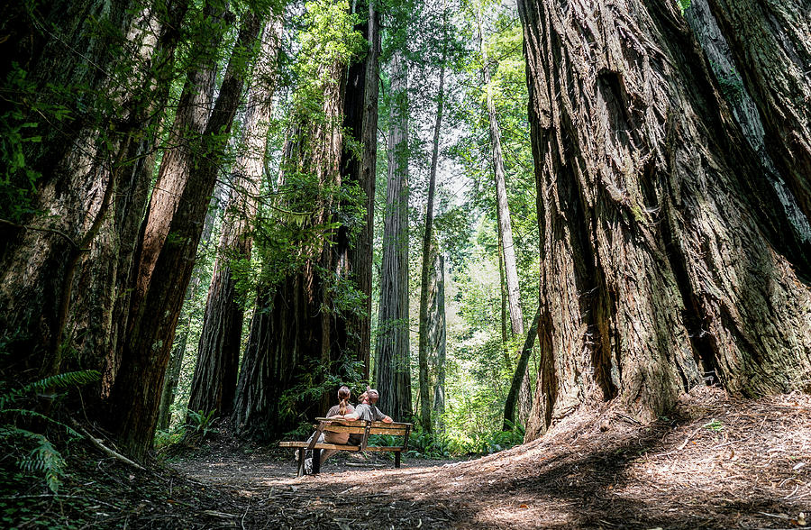 Tall Tree Grove Hike - Redwood State Park California Photograph by Ryan ...