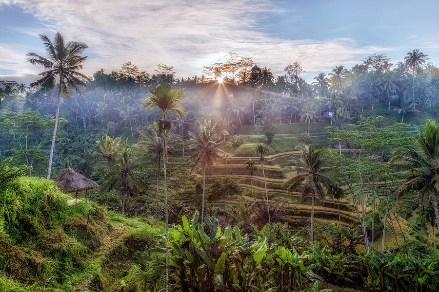 Tegalalang - Bali #5 Photograph by Joana Kruse
