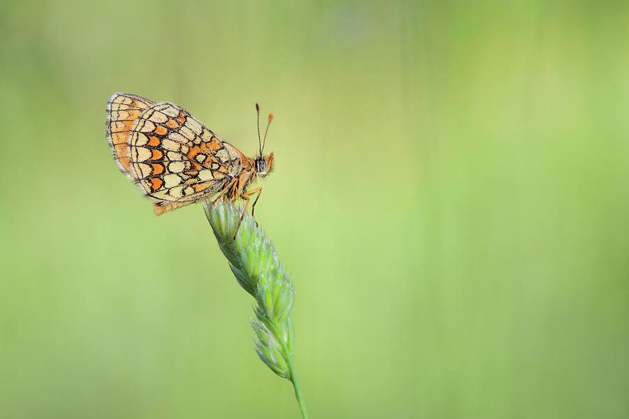 The beauty of butterflies #1 Photograph by Natura Argazkitan