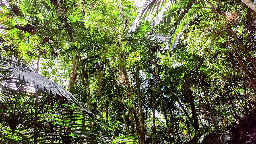 The El Yunque National Forest, Puerto Rico Photograph by Nicole Badger ...