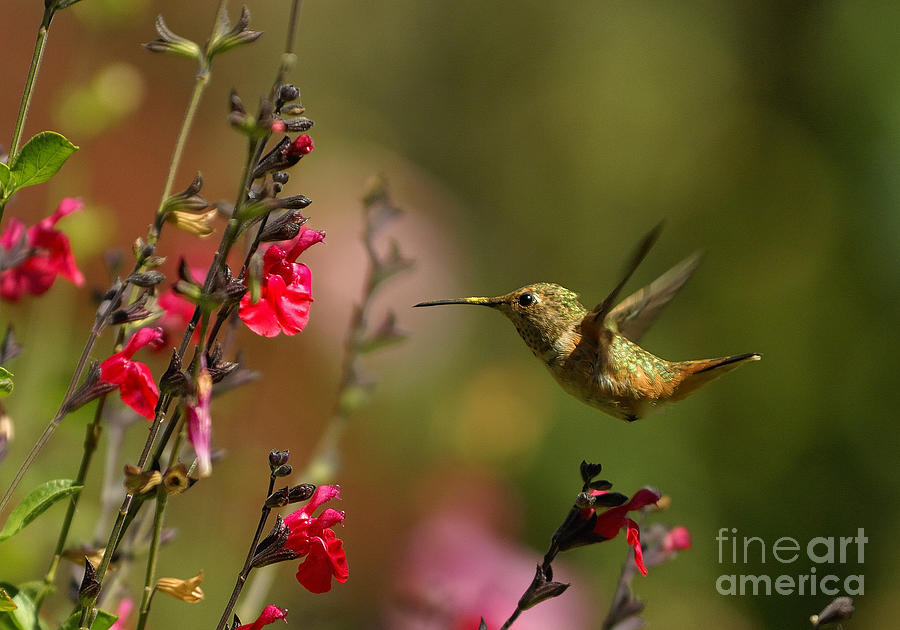 The Hummingbird #5 Photograph by Marc Bittan