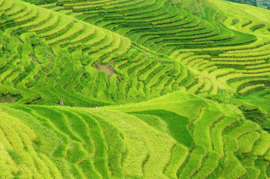 The terraced fields scenery in autumn #5 Photograph by Carl Ning