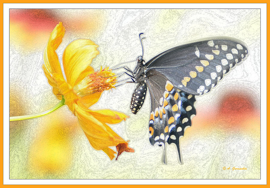 Tiger Swallowtail Butterfly on Cosmos Flower #5 Digital Art by A Macarthur Gurmankin