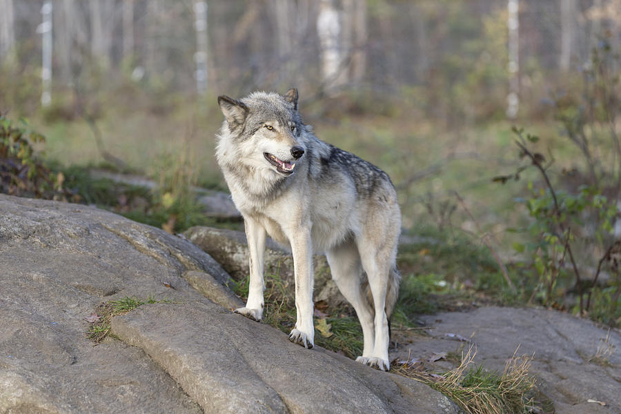 Timber Wolf #5 Photograph by Josef Pittner
