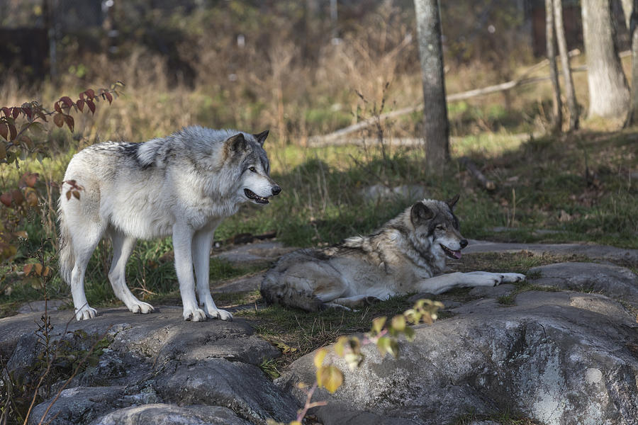 Timber Wolves #5 Photograph by Josef Pittner