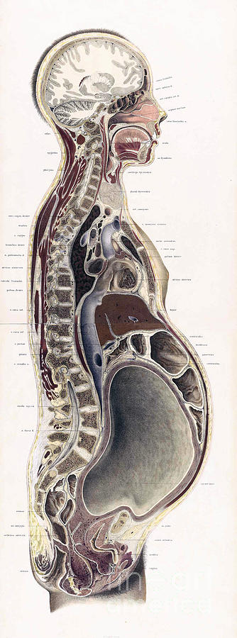 Topographisch-anatomischer, Braune, 1872 #5 Photograph by Science Source