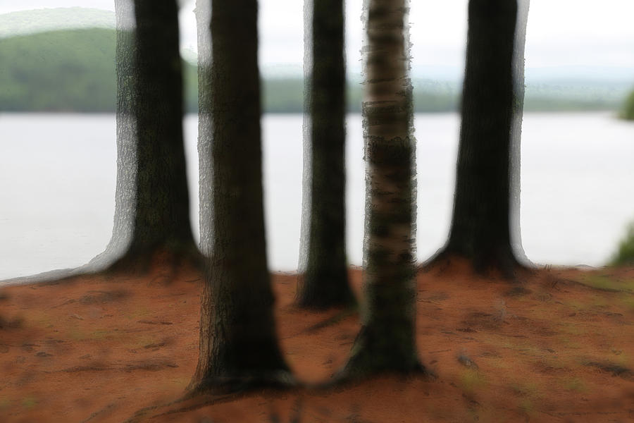 5 Trees Photograph by John Meader