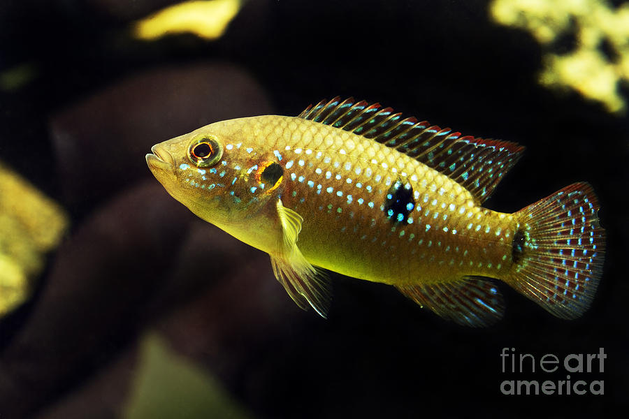 Fish Photograph - Tropical Fish  #5 by Gunnar Orn Arnason