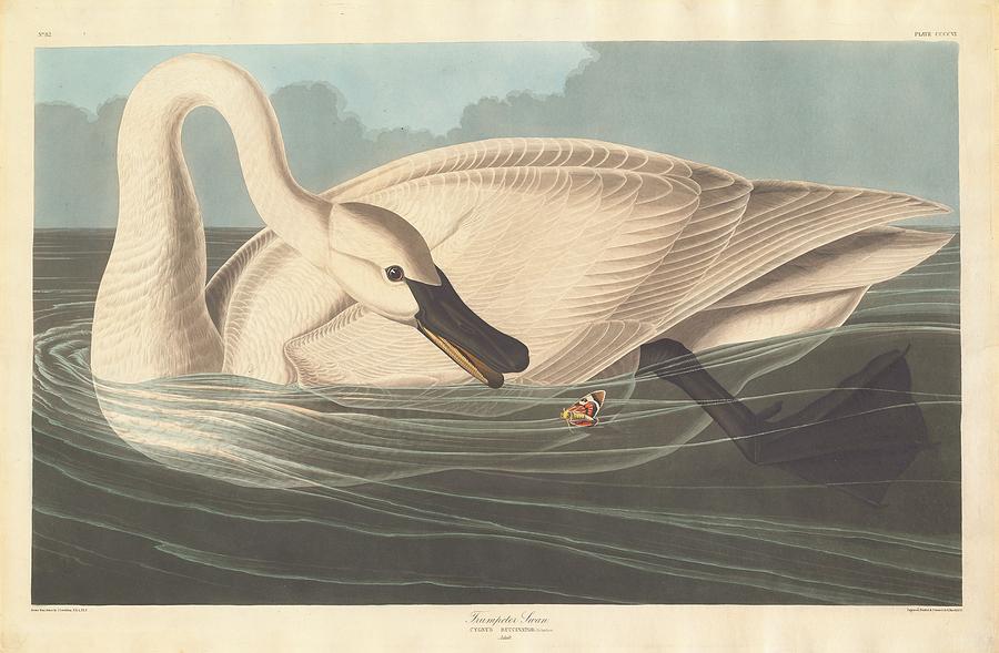 John James Audubon Drawing - Trumpeter Swan #5 by Dreyer Wildlife Print Collections 