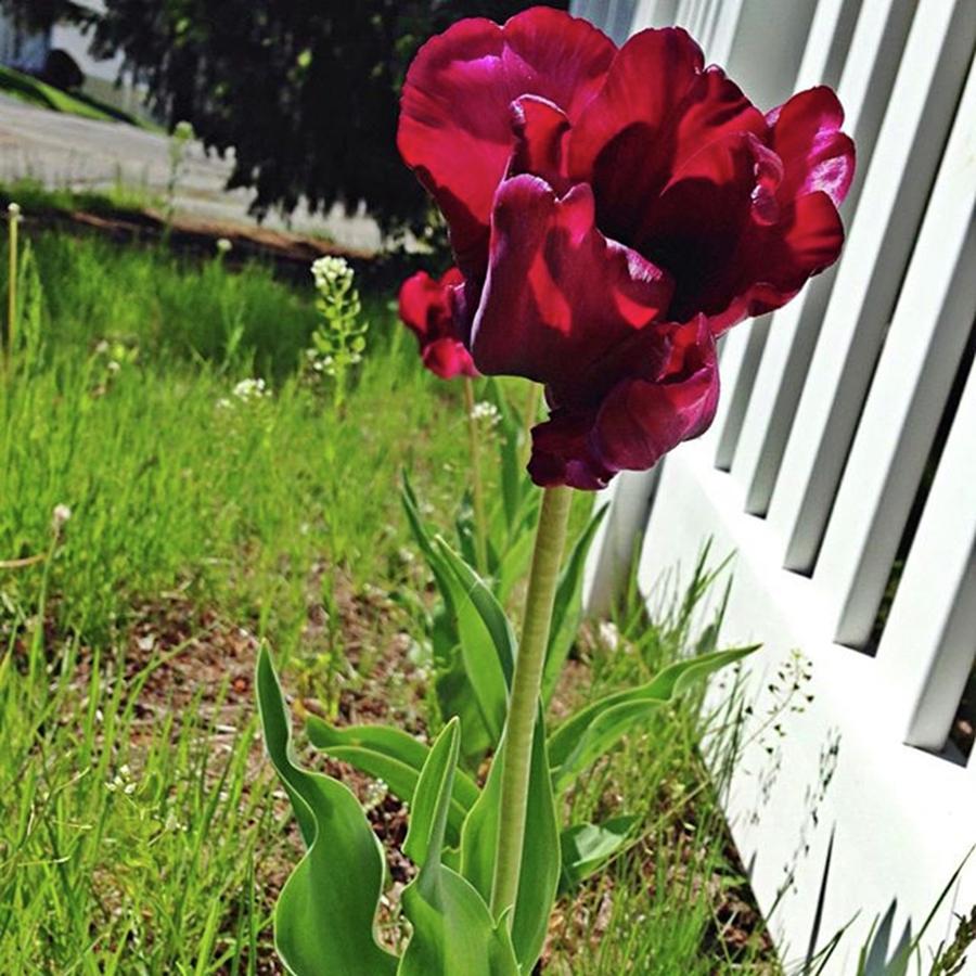 Tulip #5 Photograph by Amanda Richter