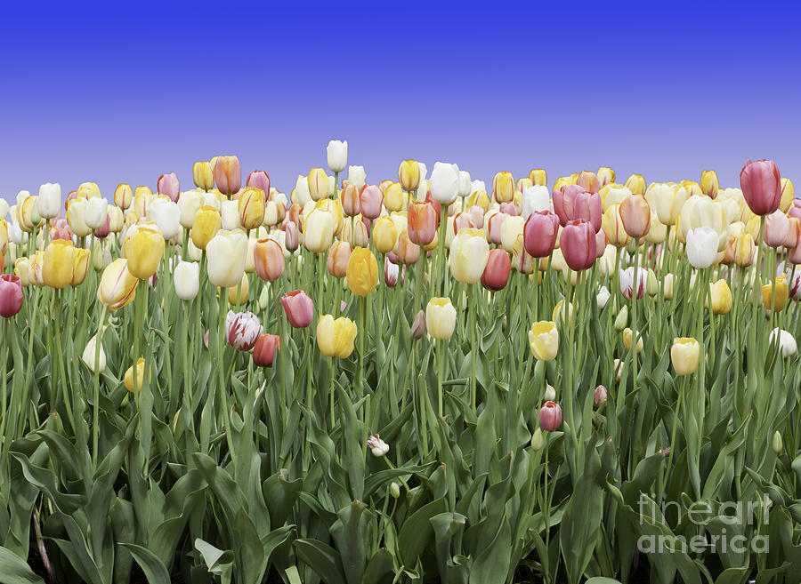 Tulip Photograph - Tulip Garden #5 by Anthony Totah