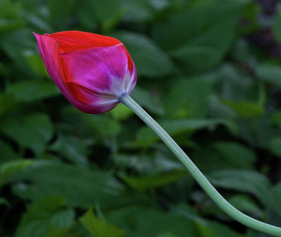 Tulip #5 Photograph by Robert Ullmann