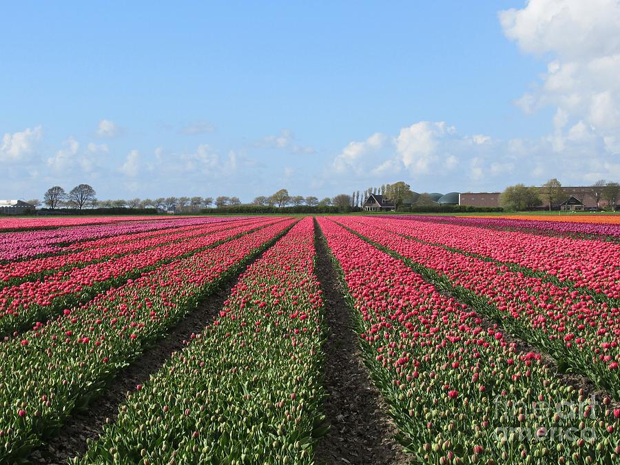 Tulips in Warmenhuizen #2 Photograph by Chani Demuijlder
