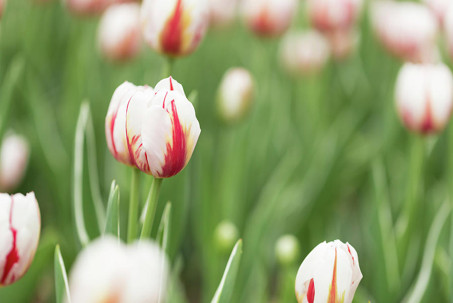 Easter Photograph - Tulips #5 by Josef Pittner