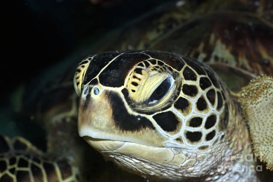 Turtle Photograph - Turtle #5 by MotHaiBaPhoto Prints