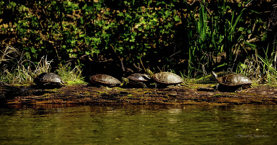 5 Turtles Photograph by Steven Clipperton