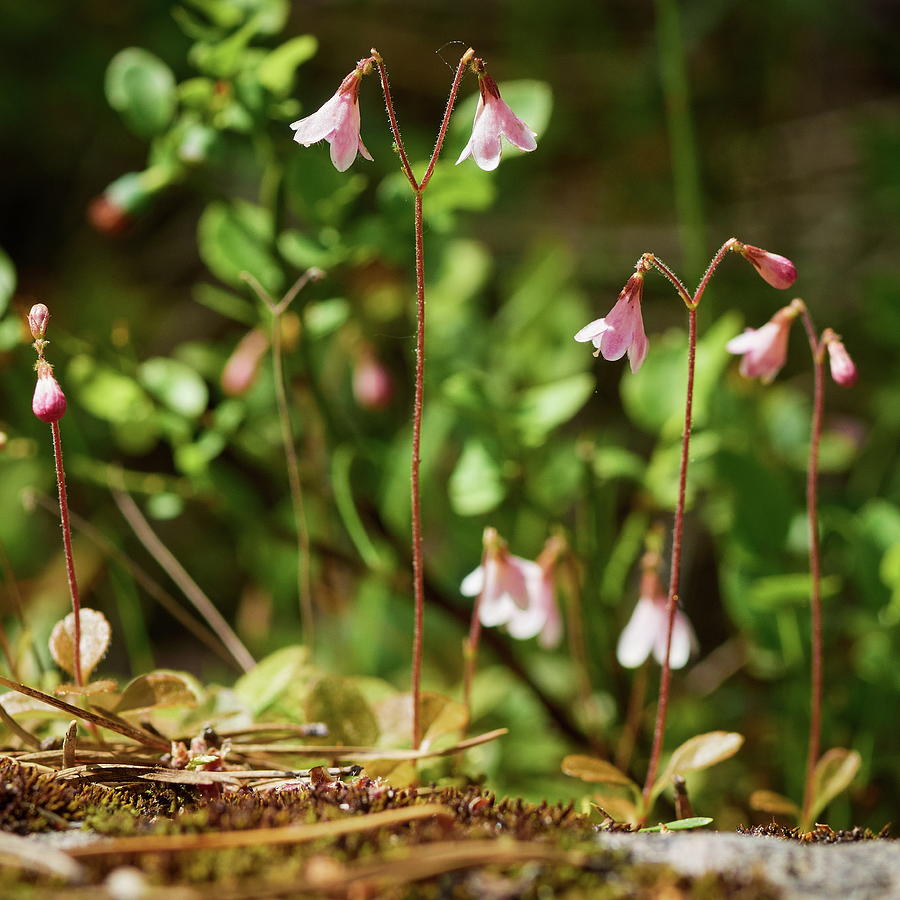 Nature Photograph - Twinflower pink by Jouko Lehto