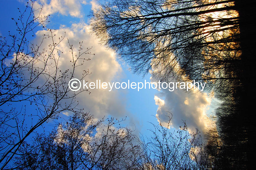 Tree Photograph - Untitled #5 by Beverly Hammond