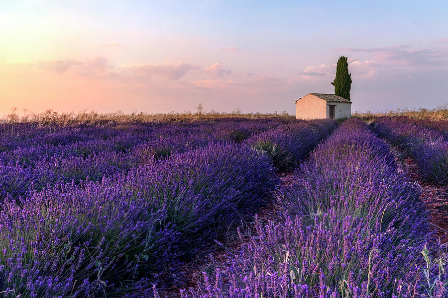 Valensole - Provence, France #5 Photograph by Joana Kruse