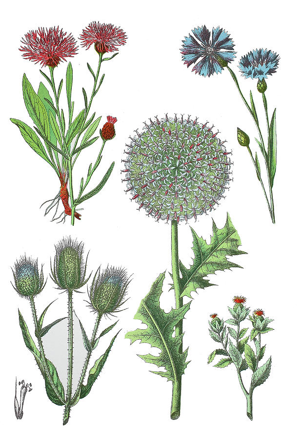 Various Medicinal Plants Drawing by Heinz Tschanz-Hofmann | Fine Art