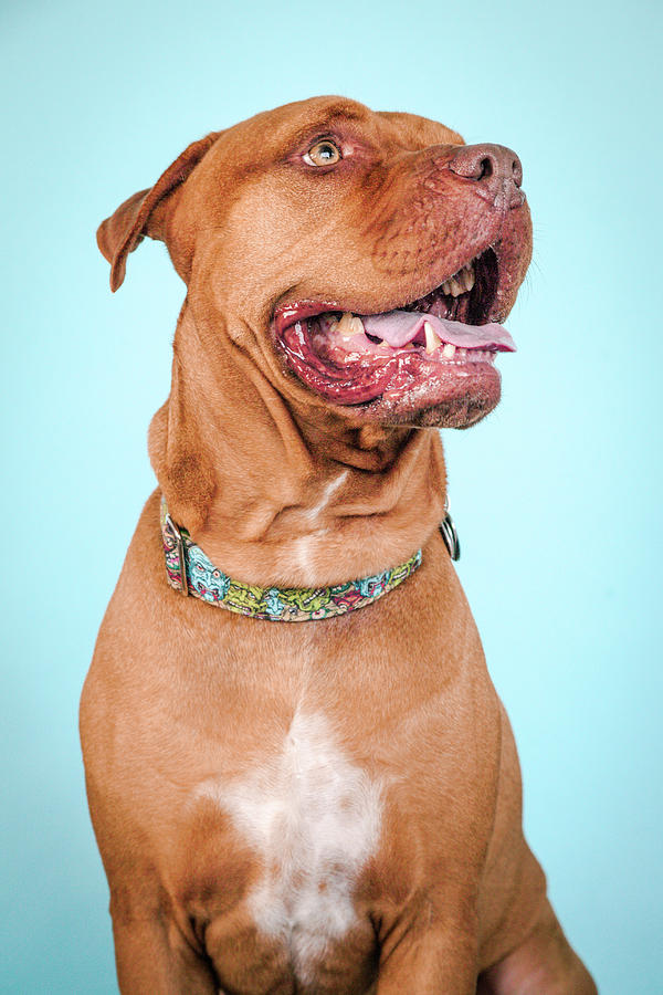 Dog Photograph - Vasily #5 by Pit Bull Headshots by Headshots Melrose