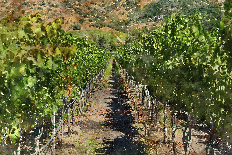 Vineyard in Napa Valley California #5 Photograph by Brandon Bourdages