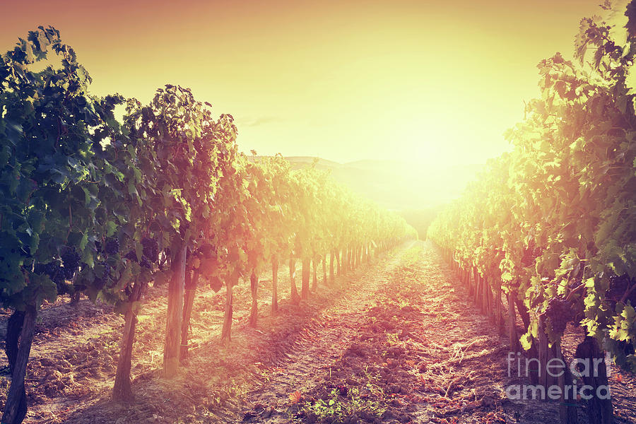 Vineyard landscape in Tuscany, Italy. Wine farm at sunset #5 Photograph by Michal Bednarek