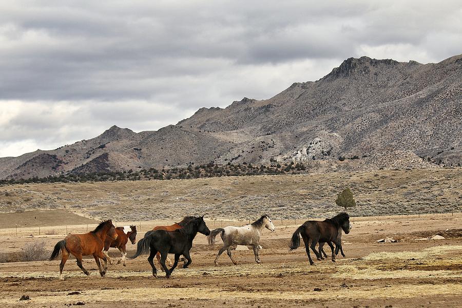 Virginia Range Mustangs #5 Photograph by Maria Jansson