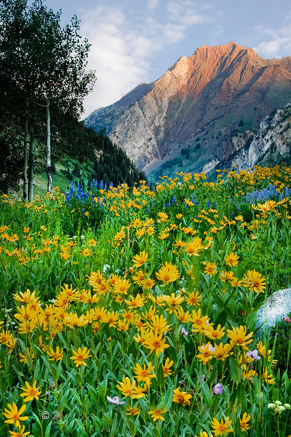 Wasatch Mountains #5 Photograph by Douglas Pulsipher