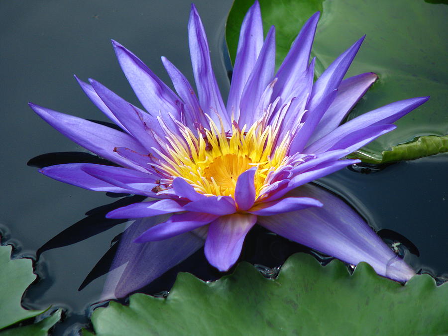 Water Lily Photograph by Paul Slebodnick - Fine Art America