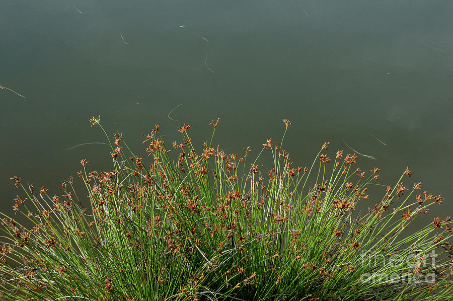 Weed Grass Photograph