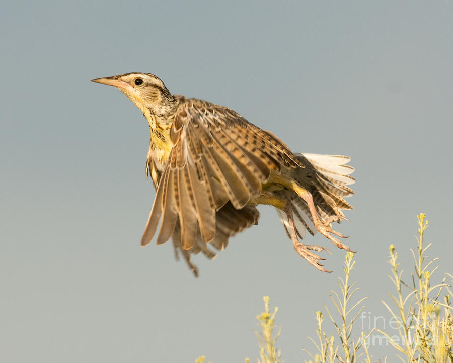 Western Meadowlark #6 Photograph by Dennis Hammer