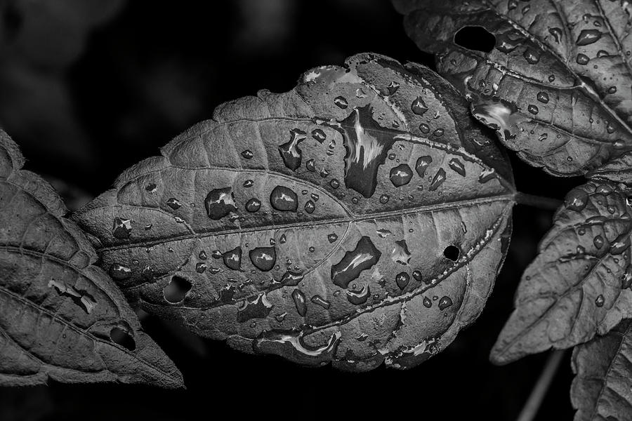 Wet Leaves #5 Photograph by Robert Ullmann