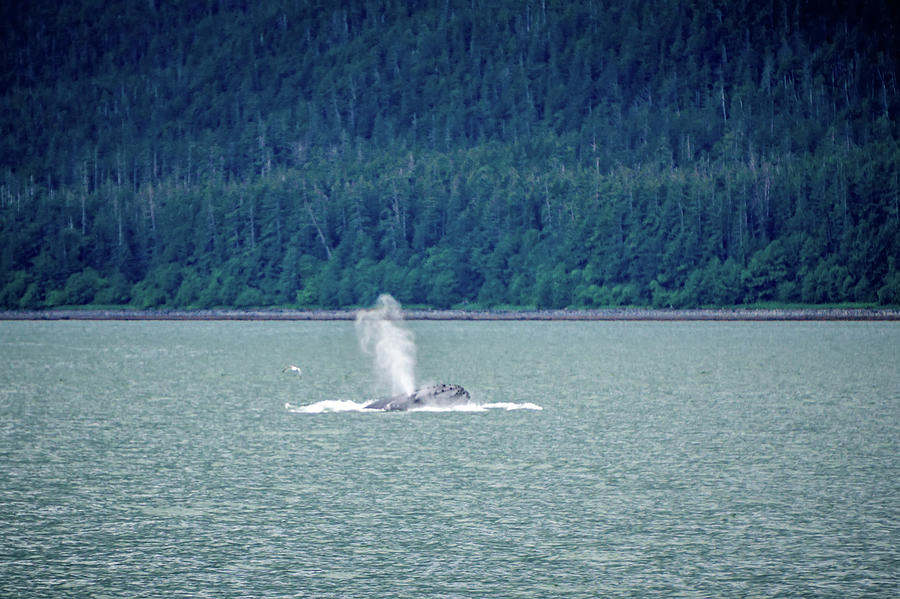 Whale Watching On Favorite Channel Alaska #5 Photograph by Alex Grichenko