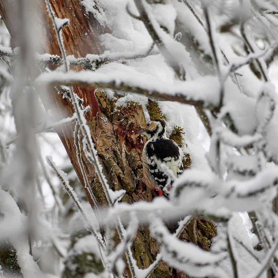 White-backed woodpecker #5 Photograph by Jouko Lehto