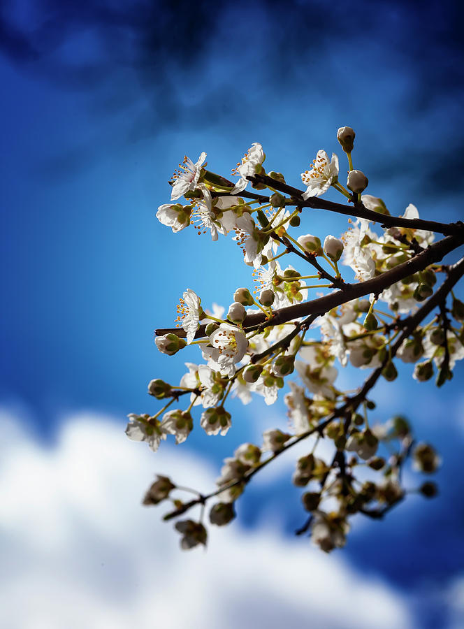 White Blossoms #5 Photograph by Robert Ullmann