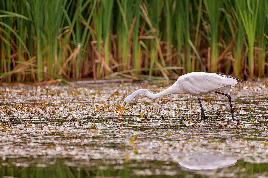 White, Great Egret #5 Photograph by Peter Lakomy
