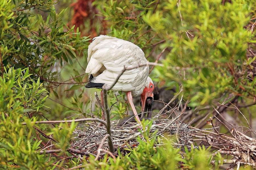 White Ibis in Hilton Head Island #5 Photograph by Peter Lakomy