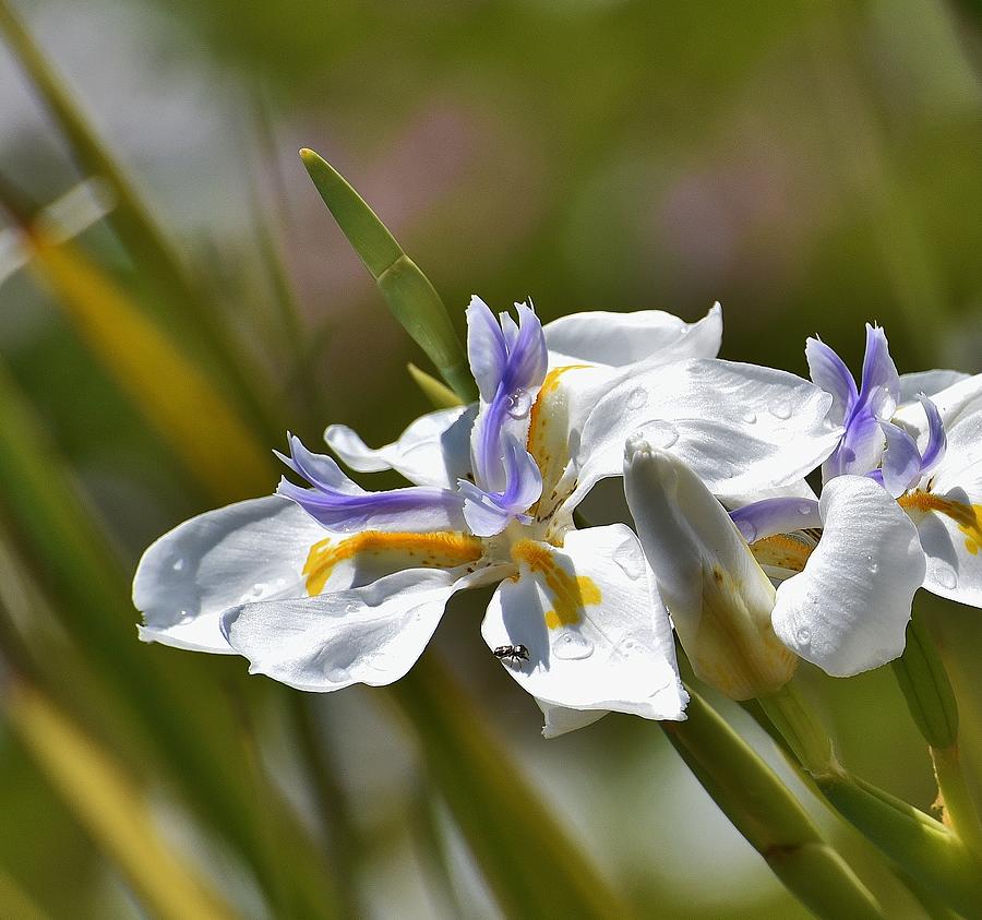 5 White Iris with Water Drops and Fly Photograph by Linda Brody
