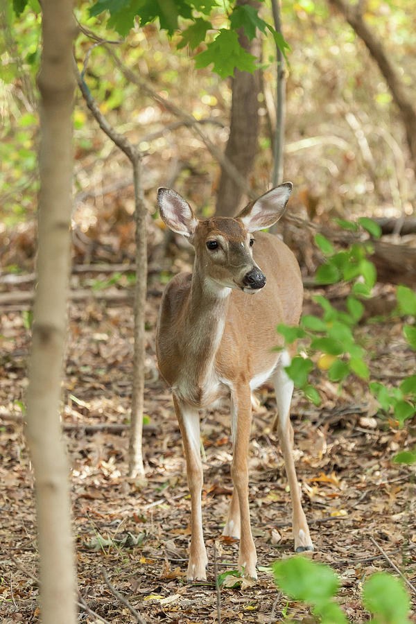 White-tailed Deer Doe  #5 Photograph by Erin Cadigan