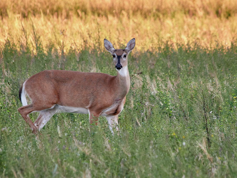 White-tailed deer Photograph by Jouko Lehto - Fine Art America