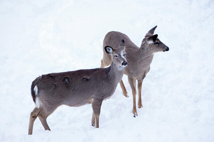 White Tailed Deer Seeking Food In Snow #5 Photograph by Alex Grichenko