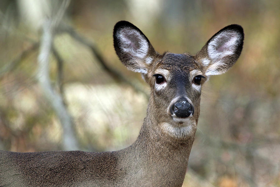 White Tailed Deer Smithtown New York #5 Photograph by Bob Savage