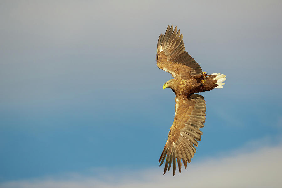 White-tailed Eagle #5 Photograph by Andy Astbury
