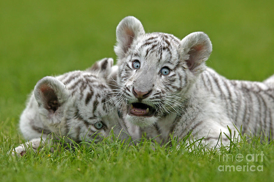 White Tiger Panthera Tigris #5 Photograph by Gerard Lacz