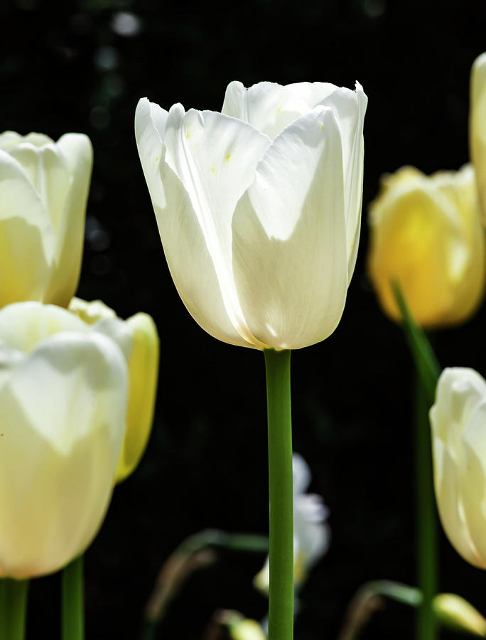 White Tulips #5 Photograph by Robert Ullmann