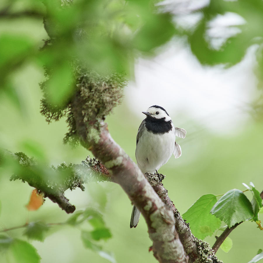 White Wagtail Photograph